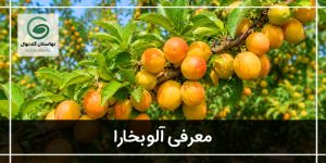 آلو بخارا چیست؟ (برسی خواص تا مضرات الوی بخارا)