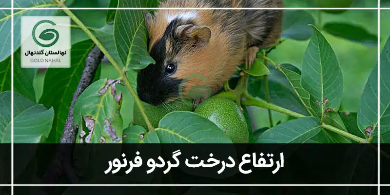 ارتفاع درخت گردو فرنور