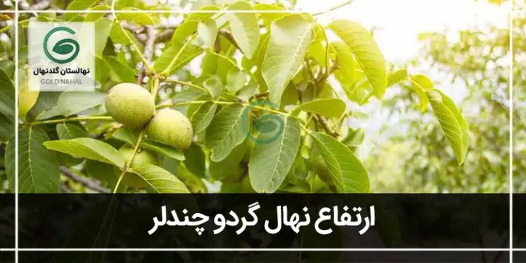 ارتفاع چندلر