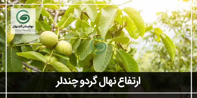 ارتفاع چندلر