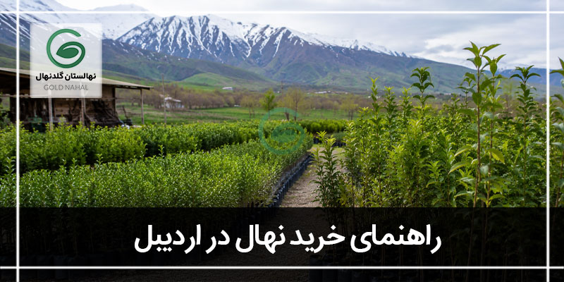 خرید نهال در اردبیل