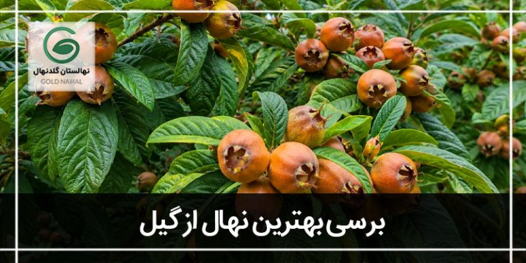 ازگیل
