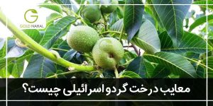 معایب درخت گردو اسرائیلی چیست؟+(مزایا و معایب نهال اسرائیلی)