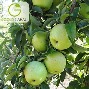 سیب اسمیت