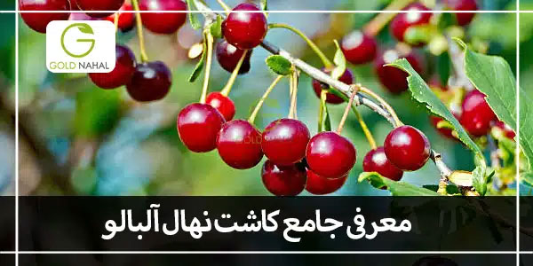 البالو