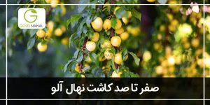 کاشت نهال آلو (نکات طلایی پرورش تا کاشت درخت آلو)