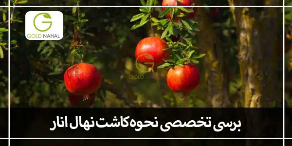 انار
