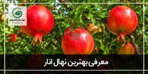 بهترین انار ایران