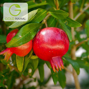 انار بدون خار