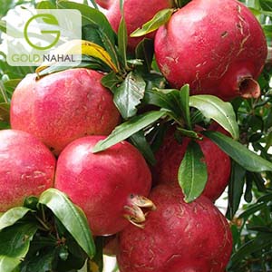 انار پاکوتاه