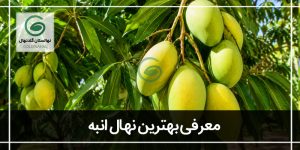 بهترین نهال انبه