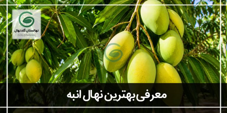 درخت انبه