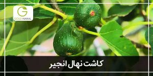 کاشت نهال انجیر: نحوه ی کاشت و پرورش درخت انجیر