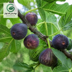 انجیر سیاه