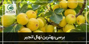 بهترین نهال انجیر