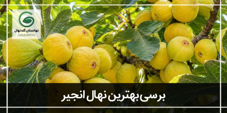 انجیر