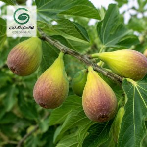 انجیر گلابی