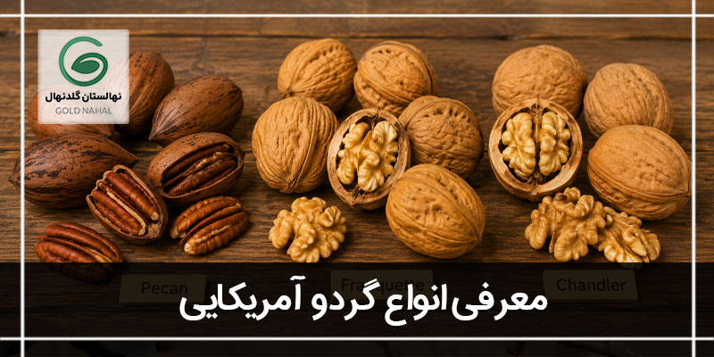 انواع گردو امریکایی