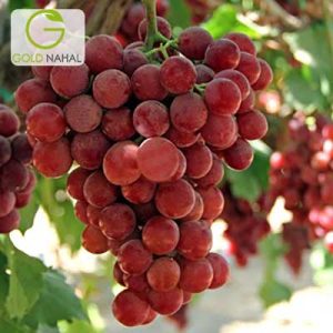 انگور شصت عروس