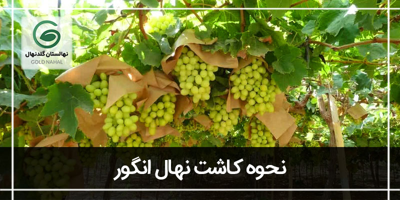 انگور