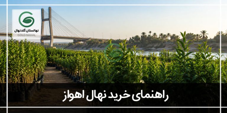 خرید نهال اهواز