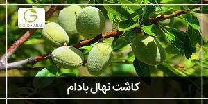کاشت درخت بادام (نکات مهم کاشت و پرورش نهال بادام)