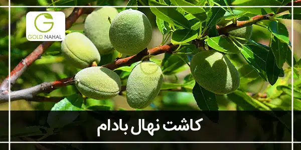 بادام