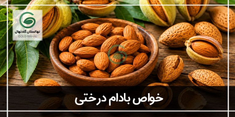 بادام