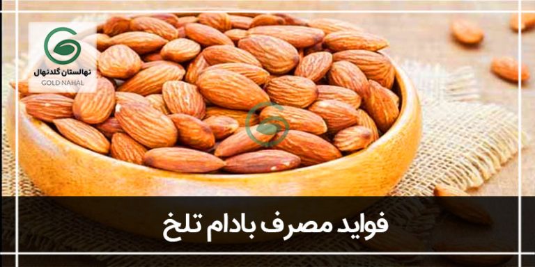 بادام تلخ