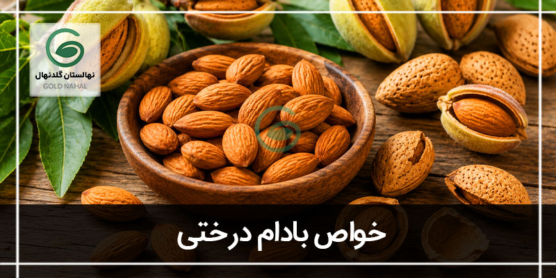 بادام