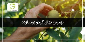 نهال گردو زودبازده