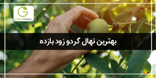 نهال گردو زودبازده