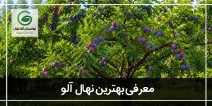 بهترین نهال آلو