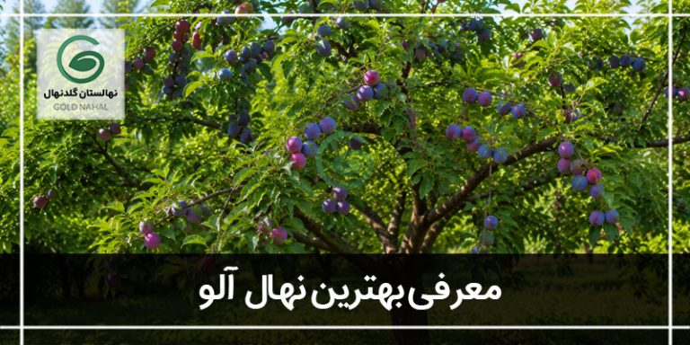 بهترین نهال آلو