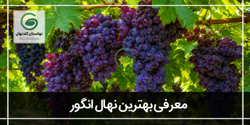 بهترین نهال انگور