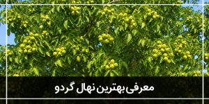 بهترین-نهال-گردو