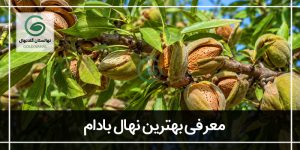 بهترین نهال بادام (انواع درخت بادام)