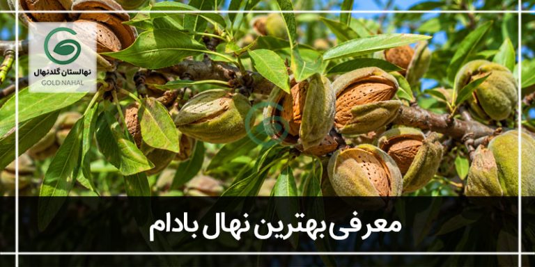 بهترین نهال بادام