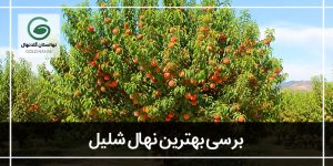 بهترین نهال شلیل