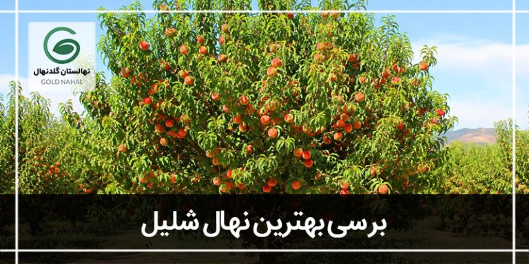 بهترین نهال شلیل