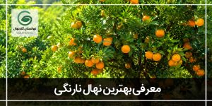 بهترین نهال نارنگی