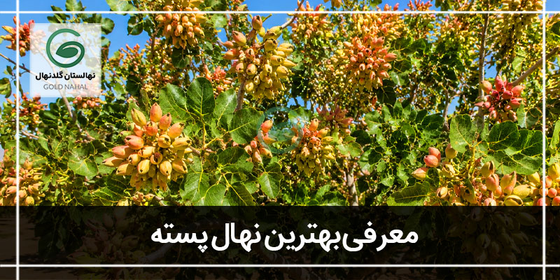 بهترین نهال پسته