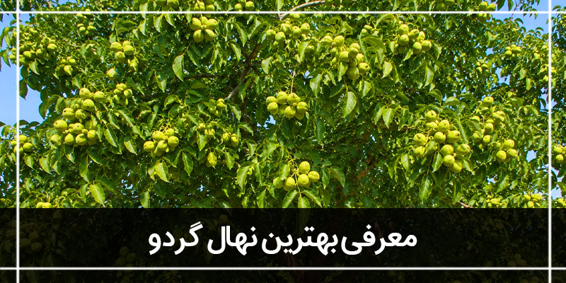 بهترین نهال گردو