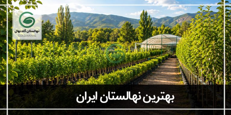 بهترین نهالستان ایران