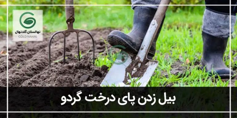 بیل زدن پای درخت گردو
