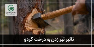 فواید تبر زدن درخت گردو