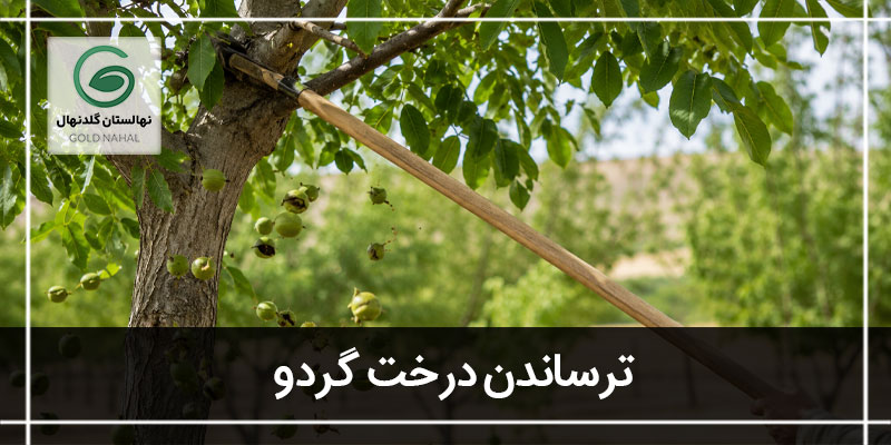 ترساندن درخت گردو