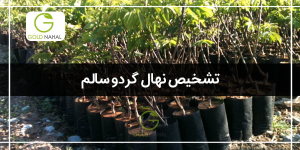 تشخیص-نهال-گردوی-سالم