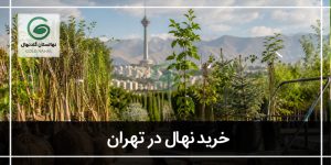 خرید نهال در تهران