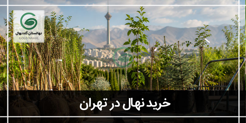 خرید نهال در تهران